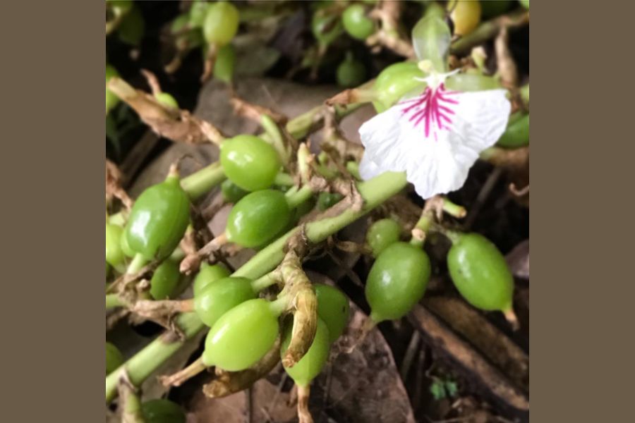 How a Spice Trading Startup from Remote Village of Idukki Became one among Top Green Cardamom Supplier in Northern States of India