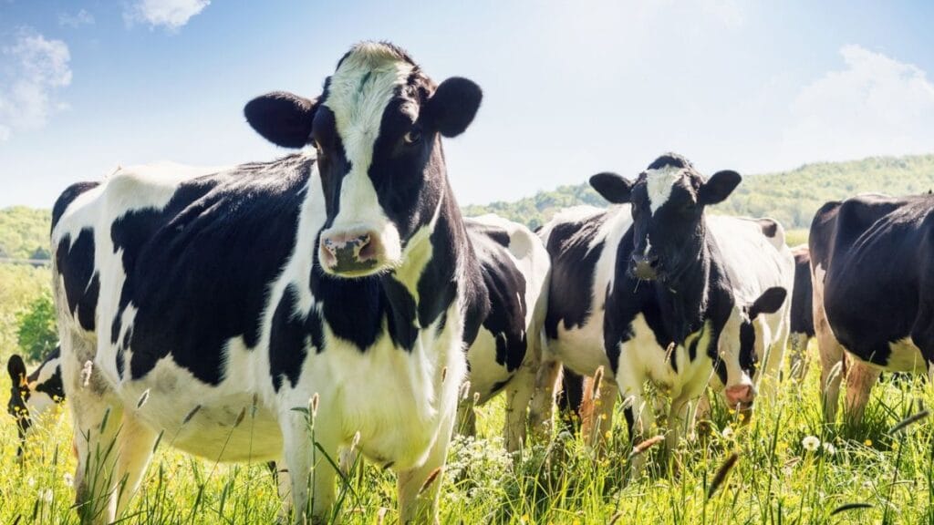 Maharashtra Animal Husbandry Department launches Maharashtra Methane Mission (M3)